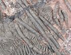 Multiple Moroccan Crinoid Plate #3017-2